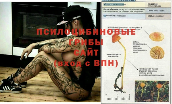 индика Касимов