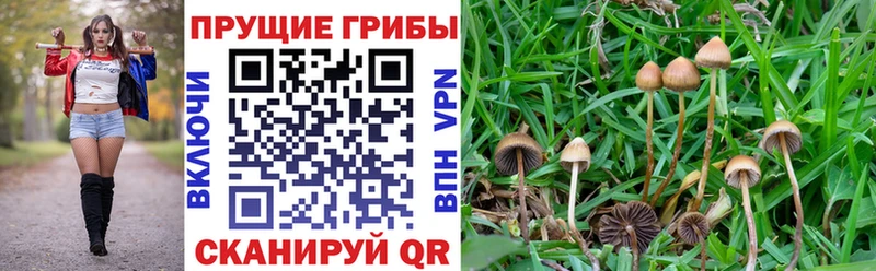 Псилоцибиновые грибы мухоморы  Купить закладки  Курган 